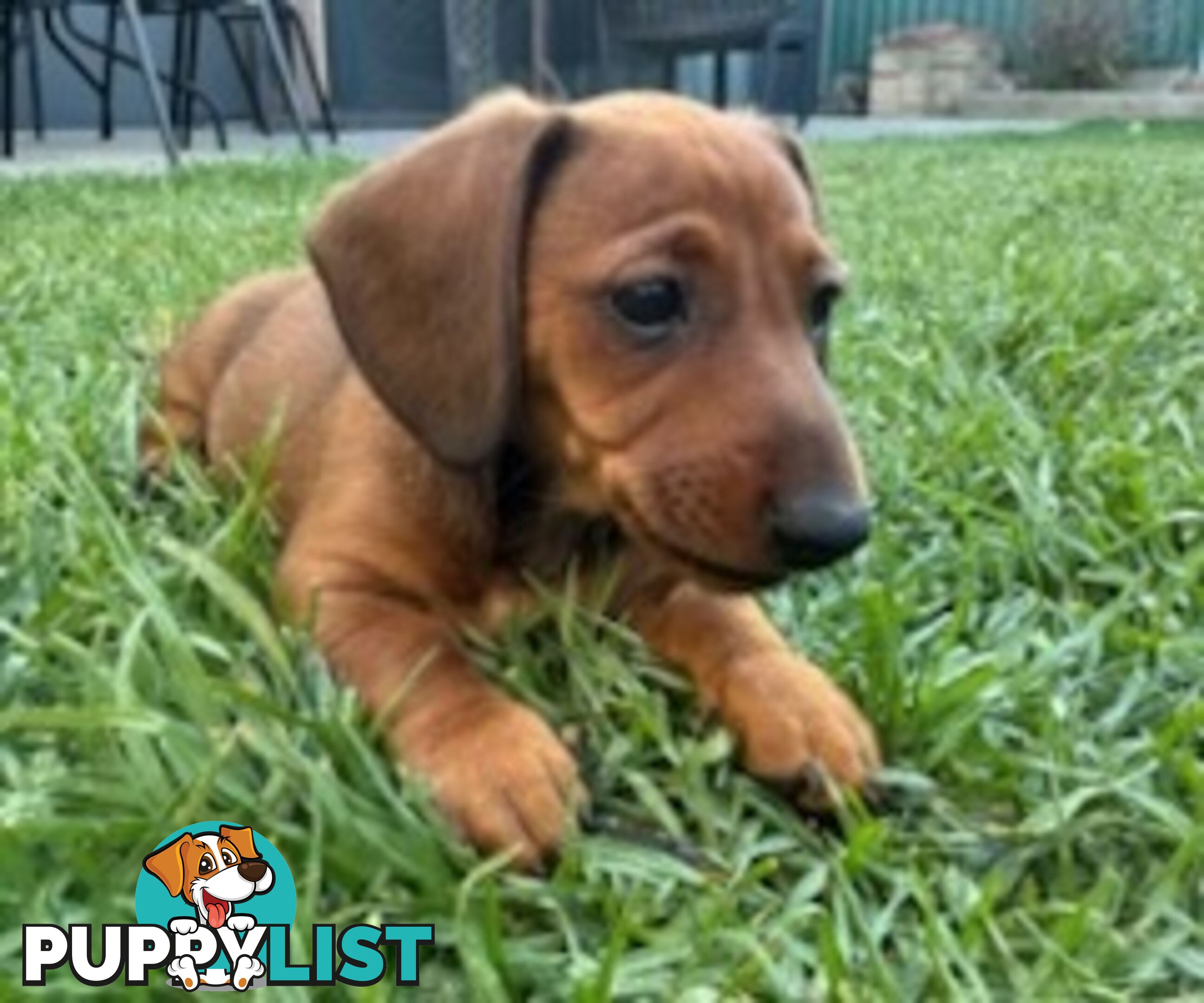 Miniature dachshund puppies