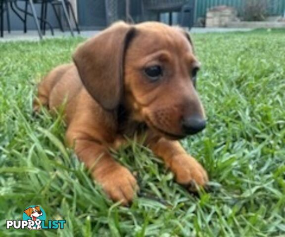 Miniature dachshund puppies