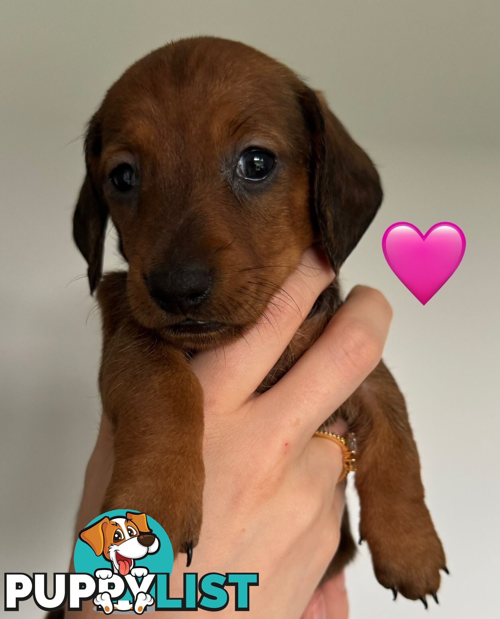 Miniature dachshund puppies