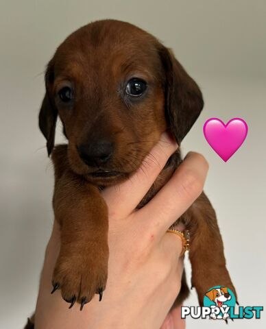 Miniature dachshund puppies