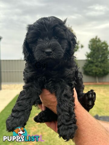 Spoodle/Cavoodle Puppies