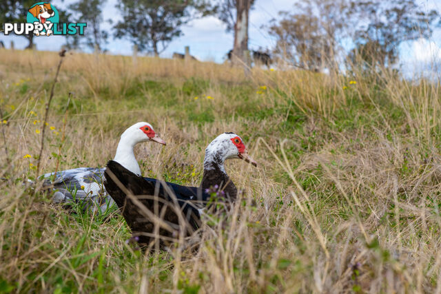 Lot 26/Lot 16 Hanleys Creek Road DUNGOG NSW 2420