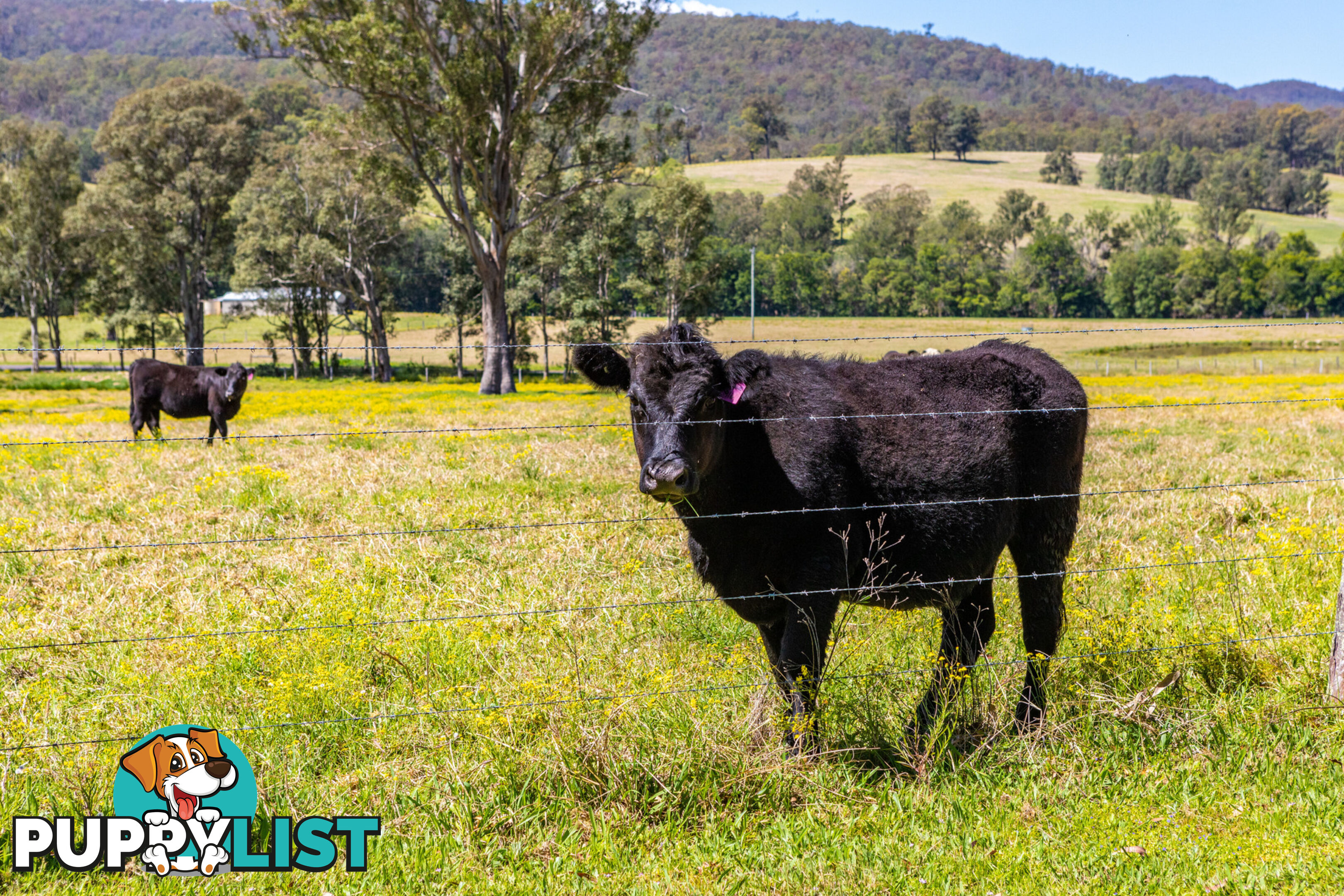 Lot 25/Lot 16 Hanleys Creek Road DUNGOG NSW 2420