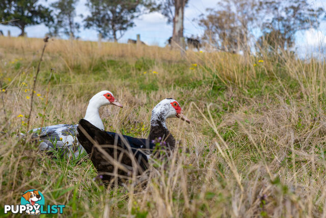 Lot 25/Lot 16 Hanleys Creek Road DUNGOG NSW 2420