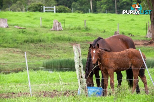 Lot 79/ Booral Road BOORAL NSW 2425