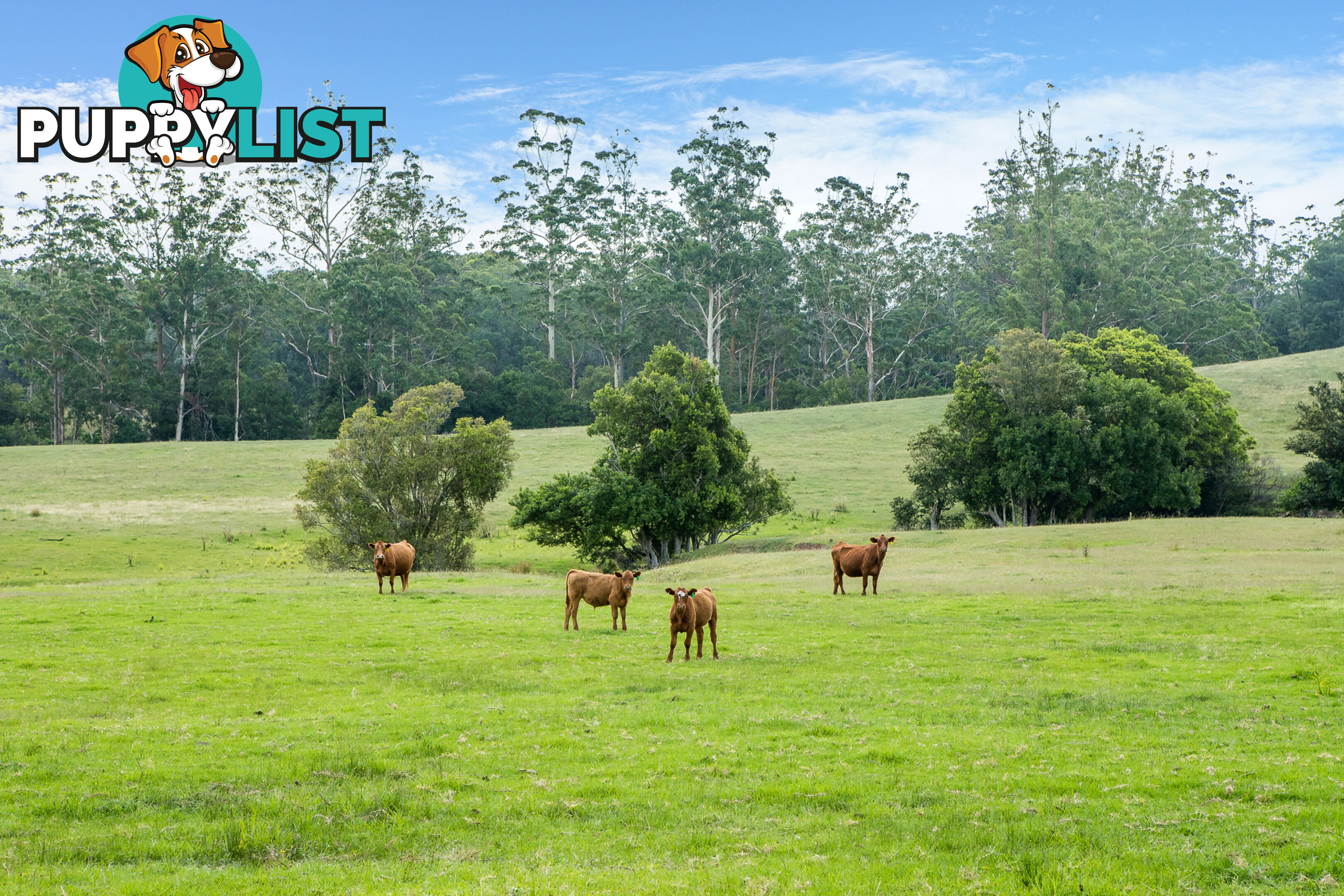 Lot 14/Lot 16 Hanleys Creek Road DUNGOG NSW 2420