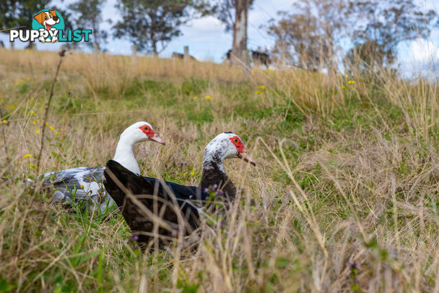 Lot 14/Lot 16 Hanleys Creek Road DUNGOG NSW 2420