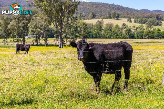 Lot 15/Lot 16 Hanleys Creek Road DUNGOG NSW 2420