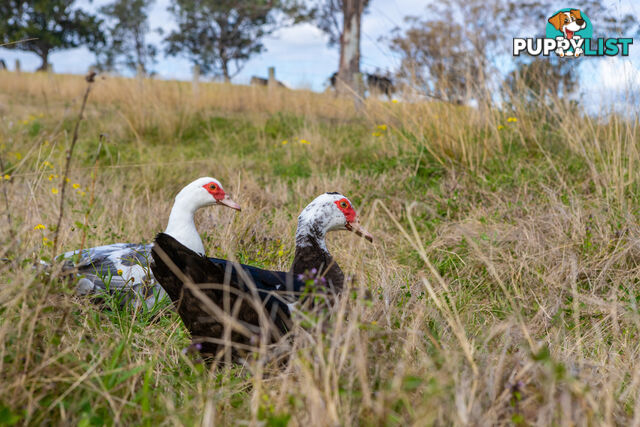 Lot 15/Lot 16 Hanleys Creek Road DUNGOG NSW 2420