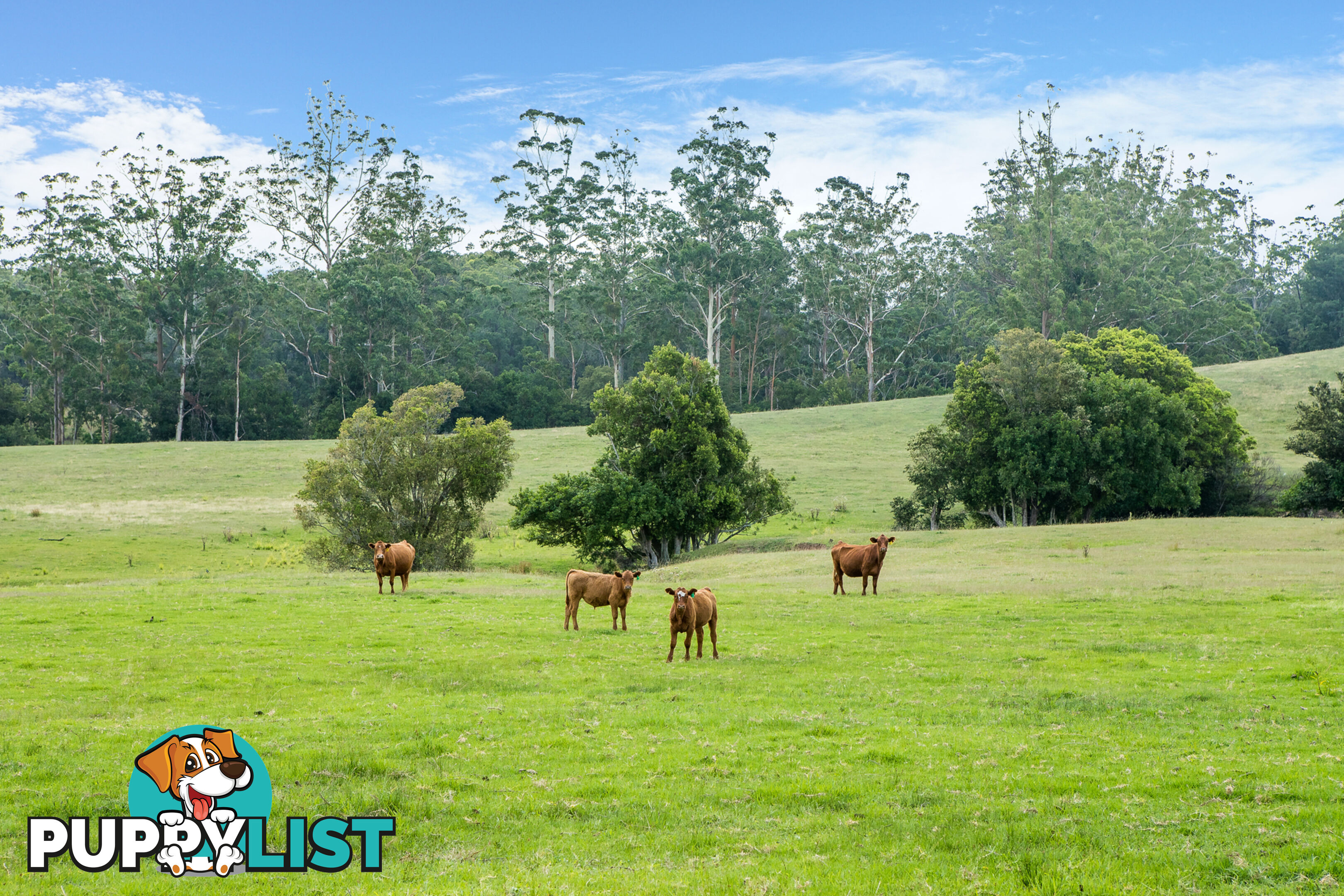 Lot 15/Lot 16 Hanleys Creek Road DUNGOG NSW 2420