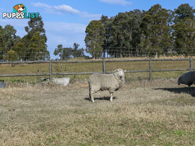 486 Warraba Road THE BRANCH NSW 2425