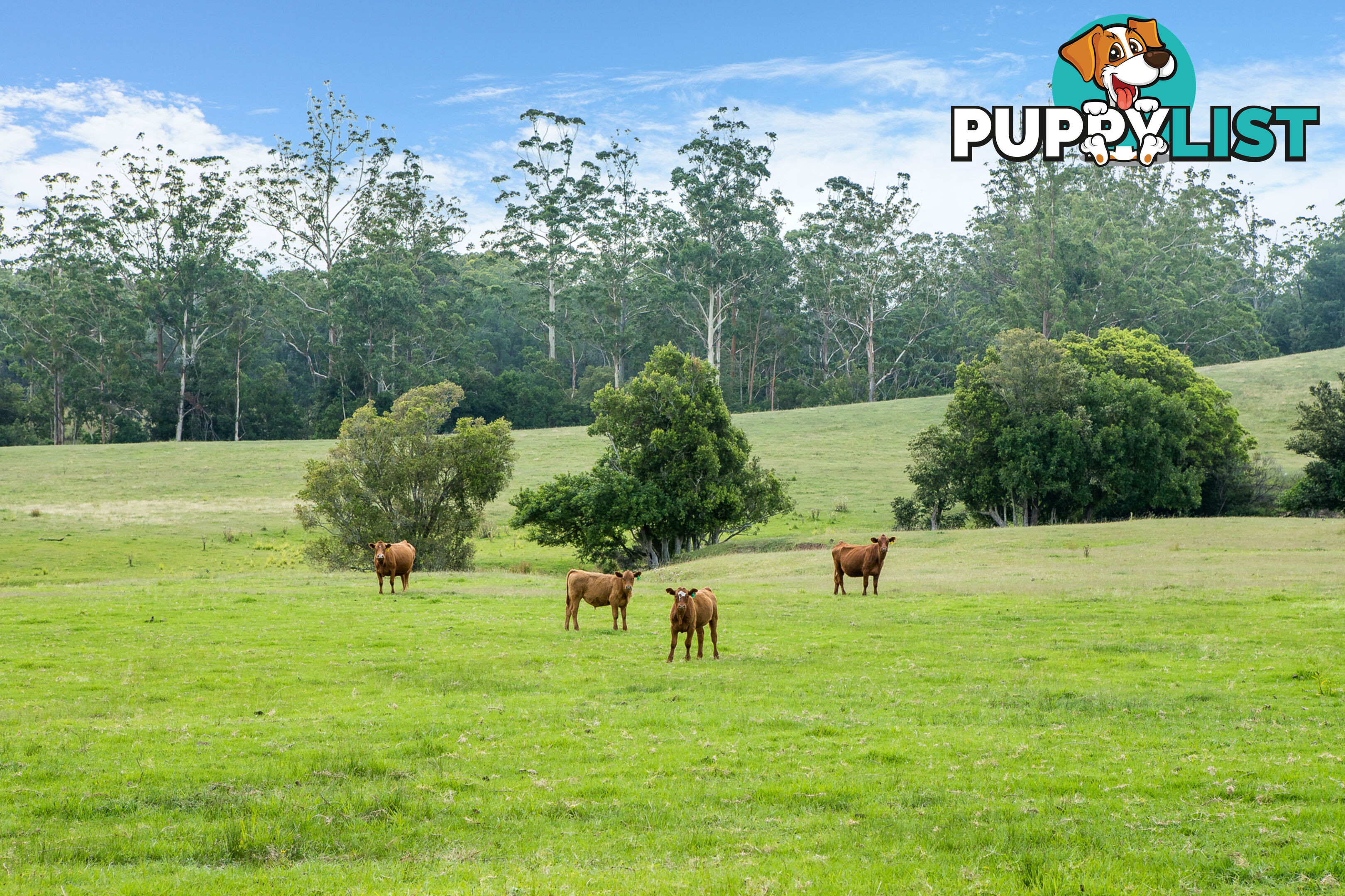 Lot 12/Lot 16 Hanleys Creek Road DUNGOG NSW 2420