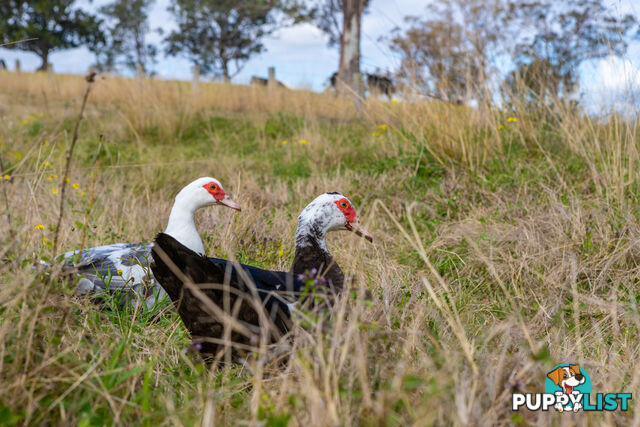 Lot 12/Lot 16 Hanleys Creek Road DUNGOG NSW 2420