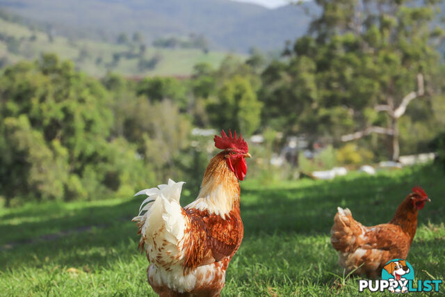 Lot 2/Lot 16 Hanleys Creek Road DUNGOG NSW 2420