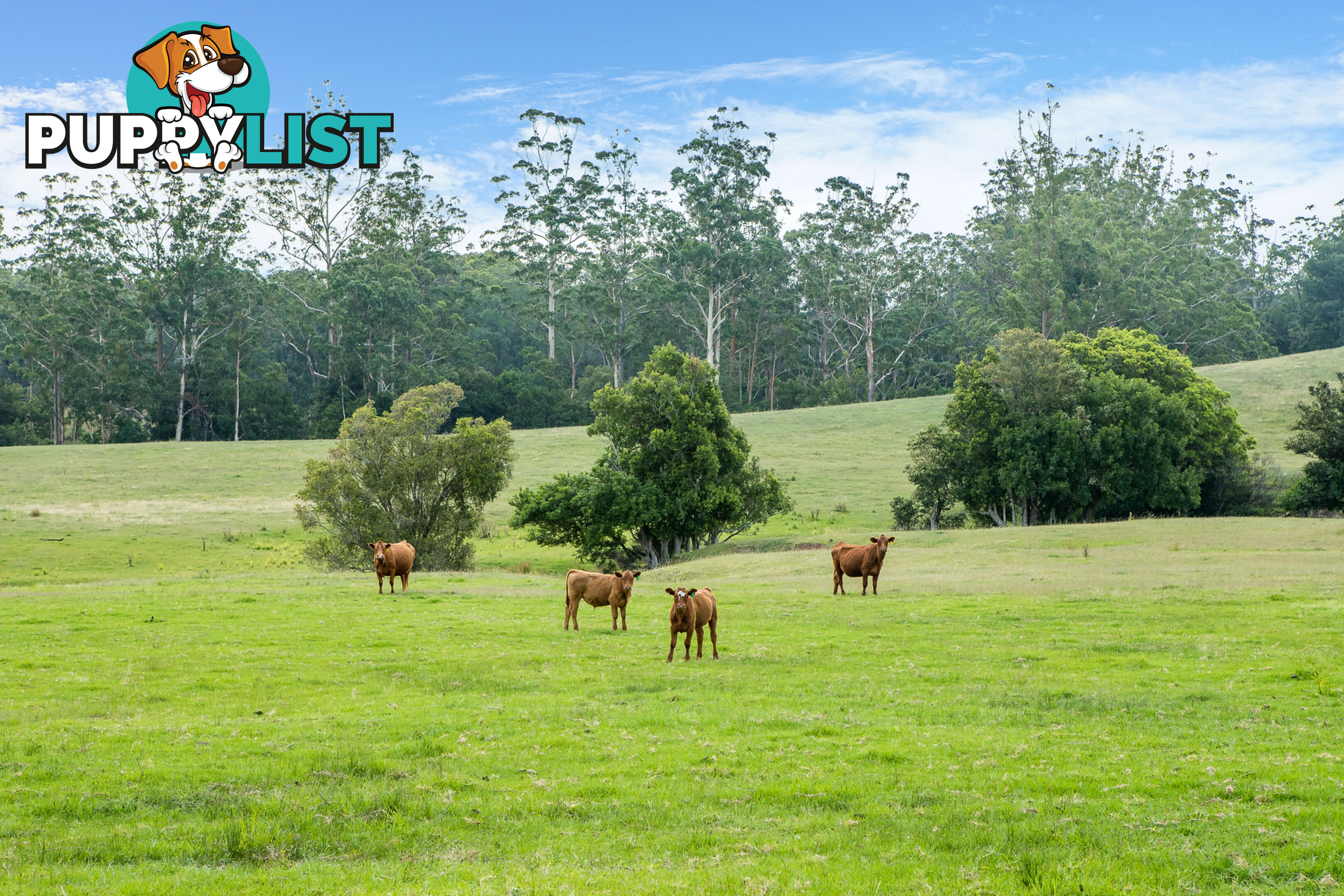 Lot 2/Lot 16 Hanleys Creek Road DUNGOG NSW 2420