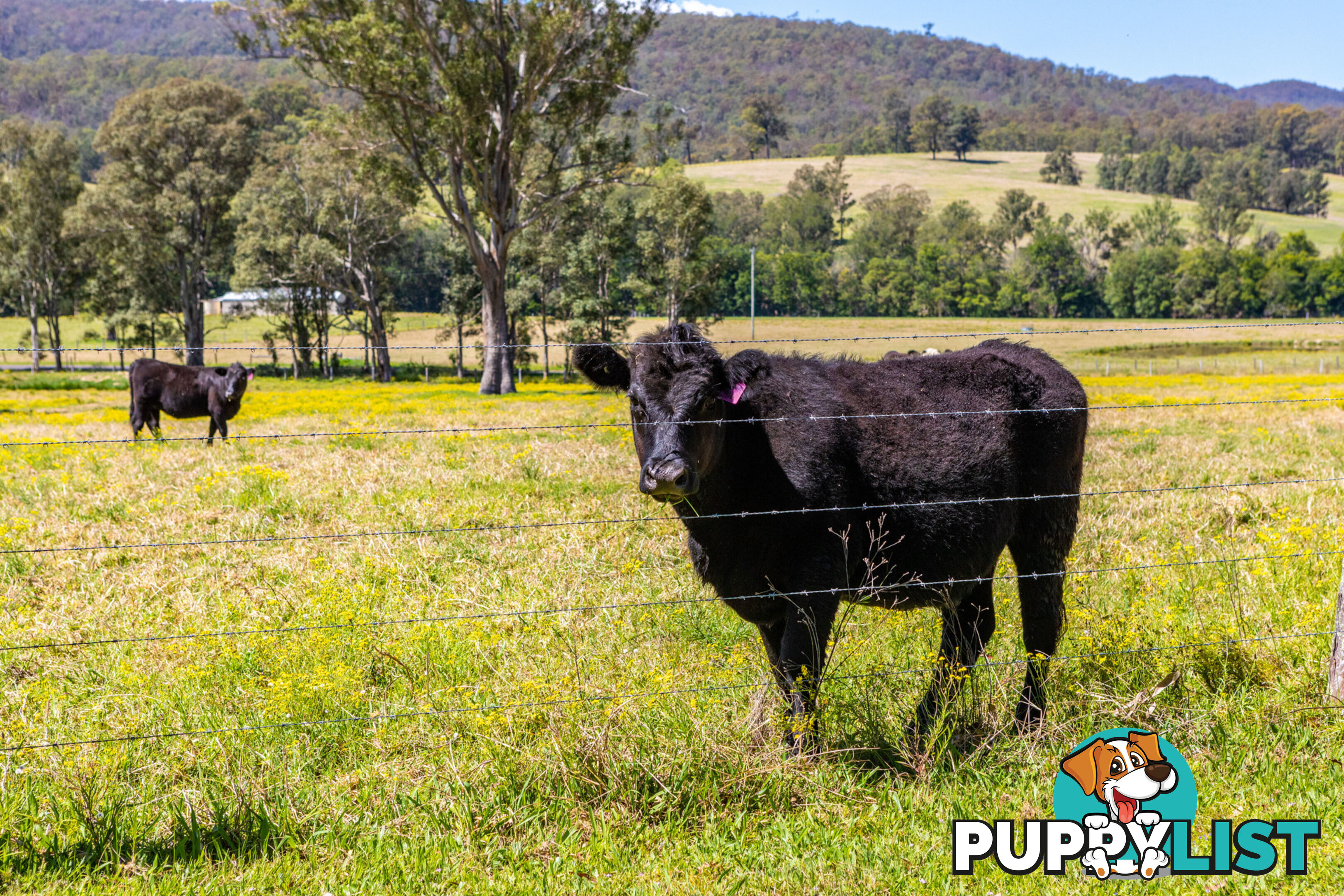 Lot 2/Lot 16 Hanleys Creek Road DUNGOG NSW 2420