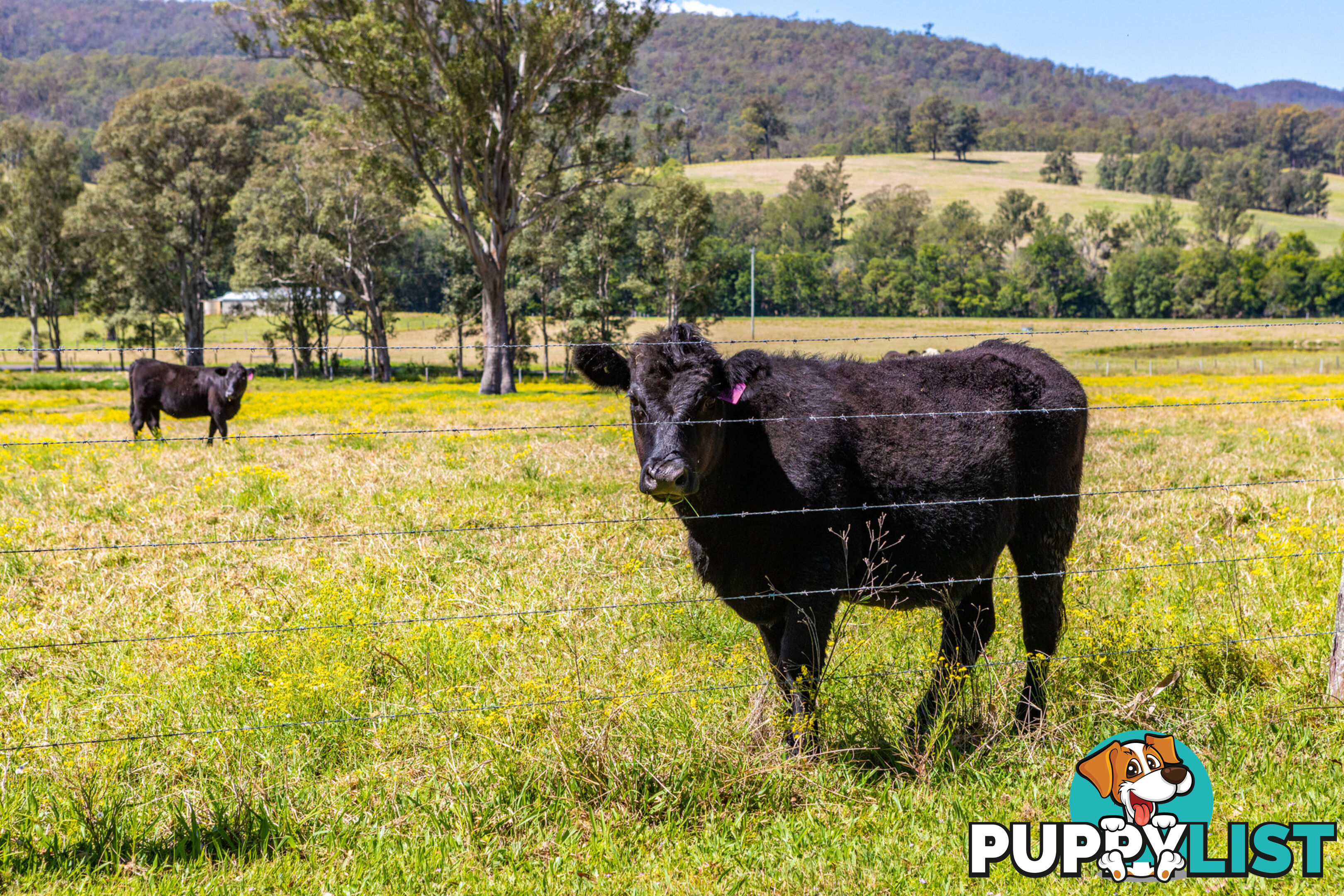 Lot 24/Lot 16 Hanleys Creek Road DUNGOG NSW 2420