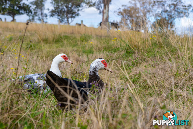 Lot 24/Lot 16 Hanleys Creek Road DUNGOG NSW 2420