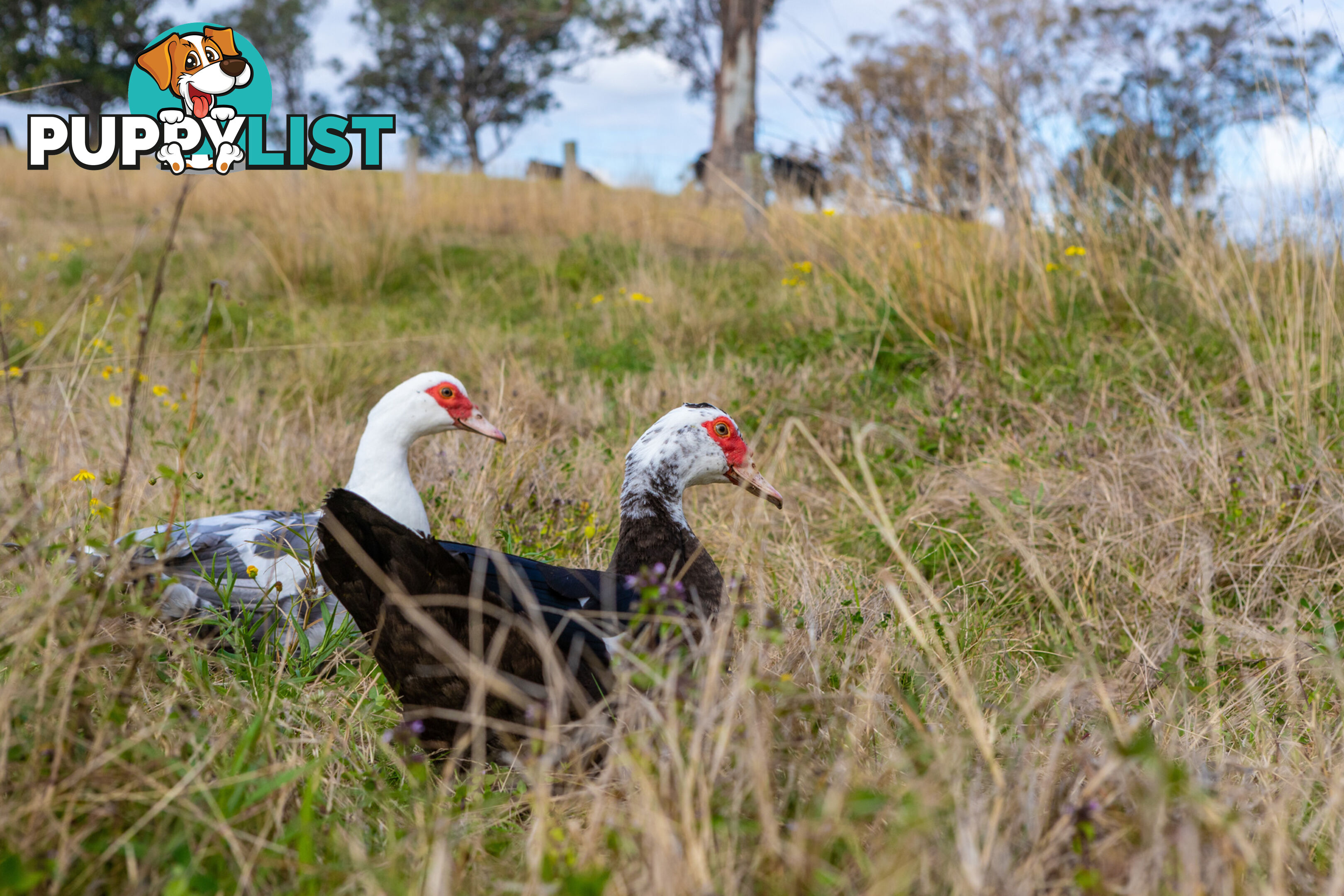 Lot 8/16 Hanleys Creek Road DUNGOG NSW 2420