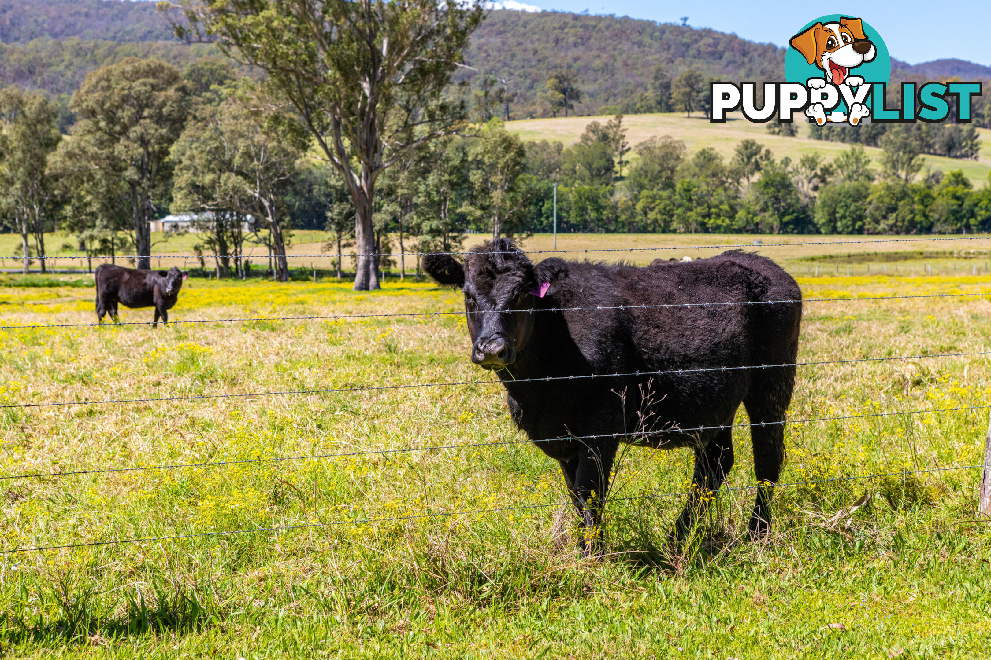 Lot 7/Lot 16 Hanleys Creek Road DUNGOG NSW 2420