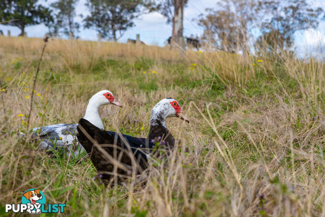 Lot 21/lot 16 Hanleys Creek Road DUNGOG NSW 2420