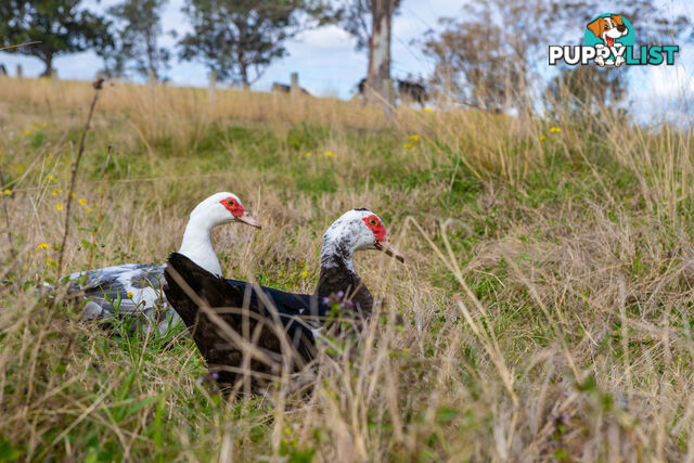 Lot 22/Lot 16 Hanleys Creek Road DUNGOG NSW 2420