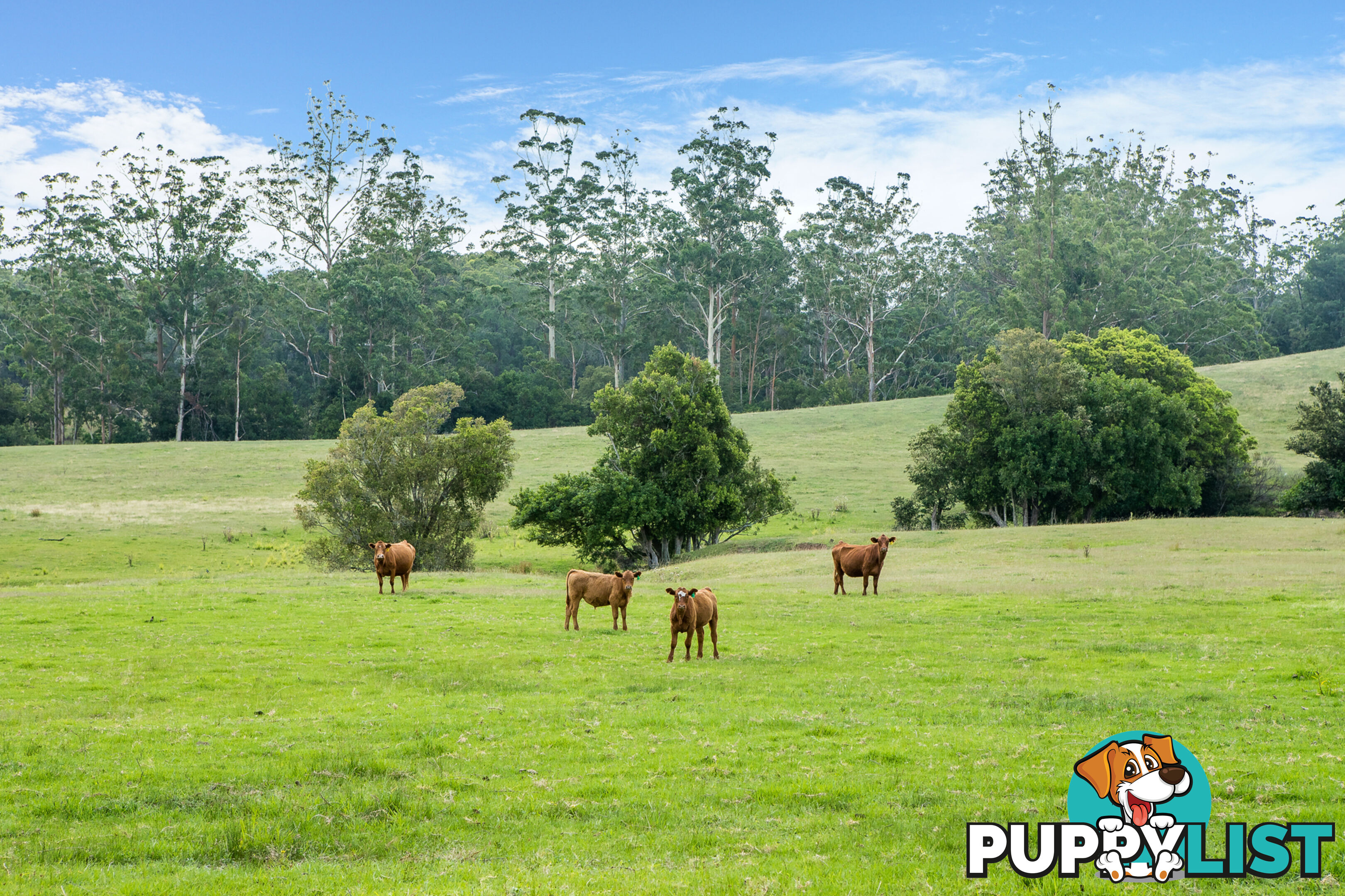 Lot 3/Lot 16 Hanleys Creek Road TABBIL CREEK NSW 2420