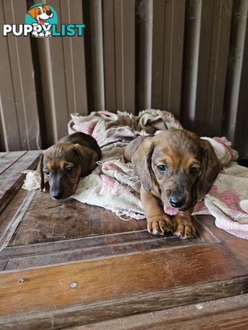 Mini dachshunds