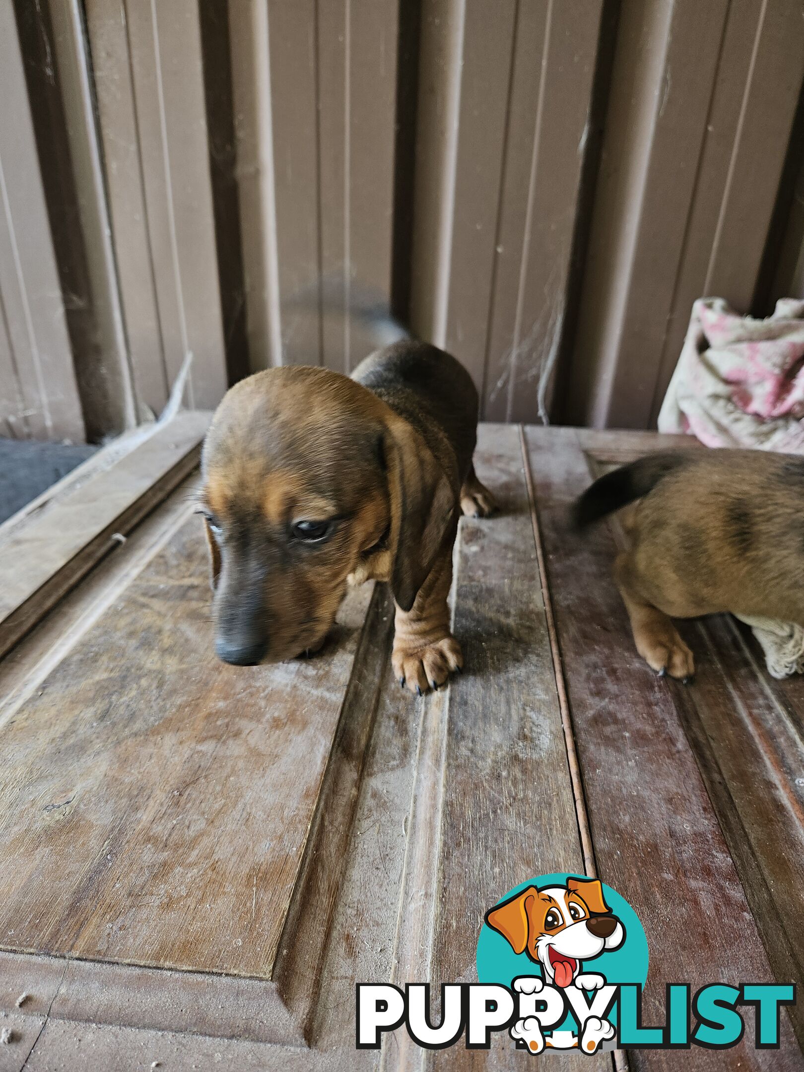 Mini dachshunds