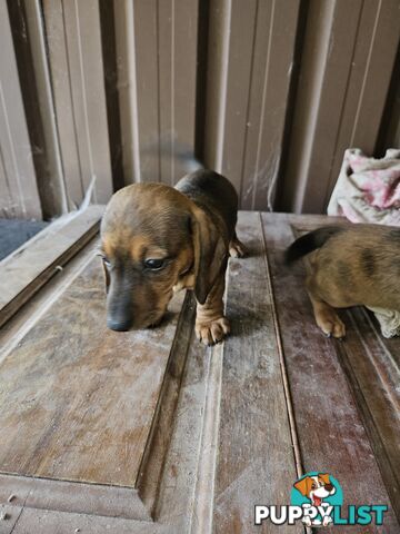 Mini dachshunds