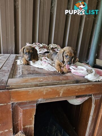 Mini dachshunds