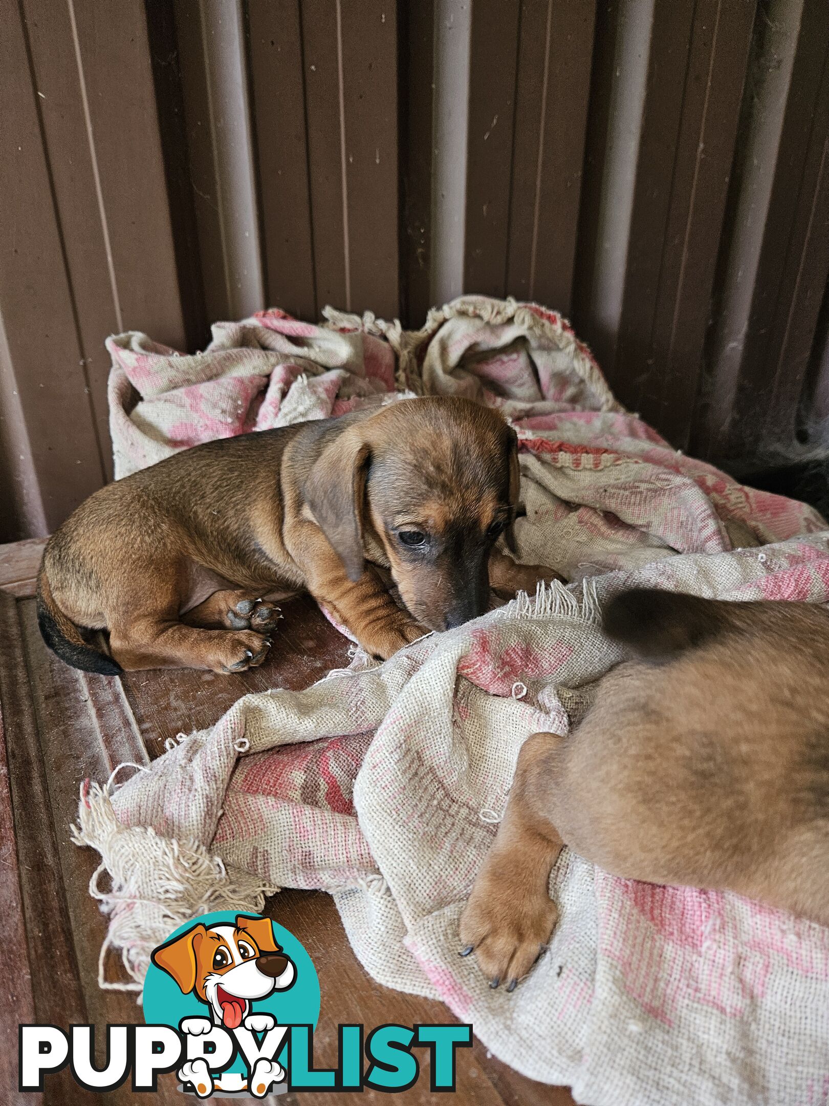 Mini dachshunds