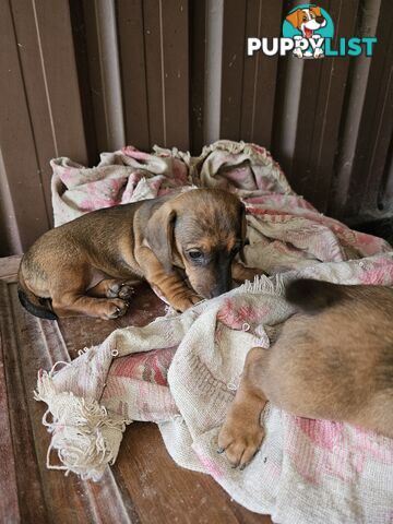 Mini dachshunds