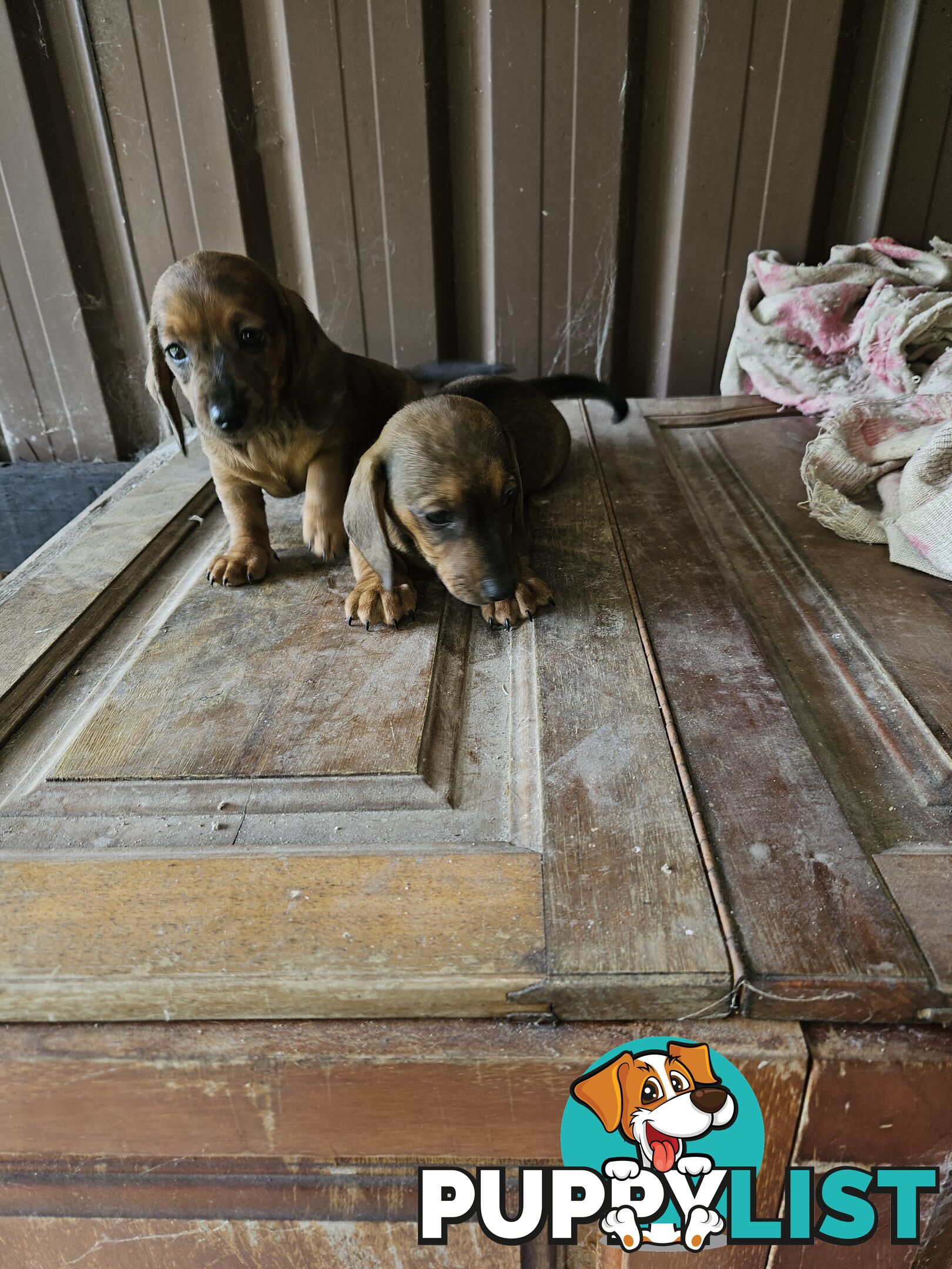 Mini dachshunds