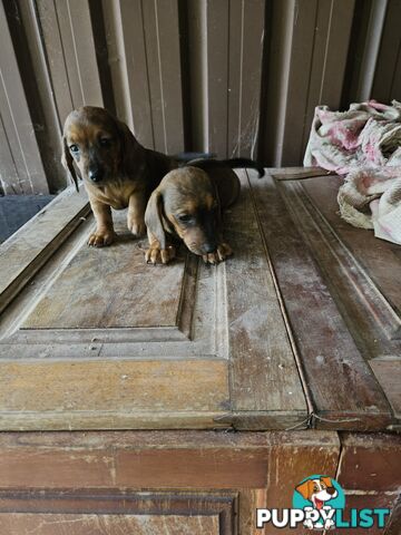 Mini dachshunds