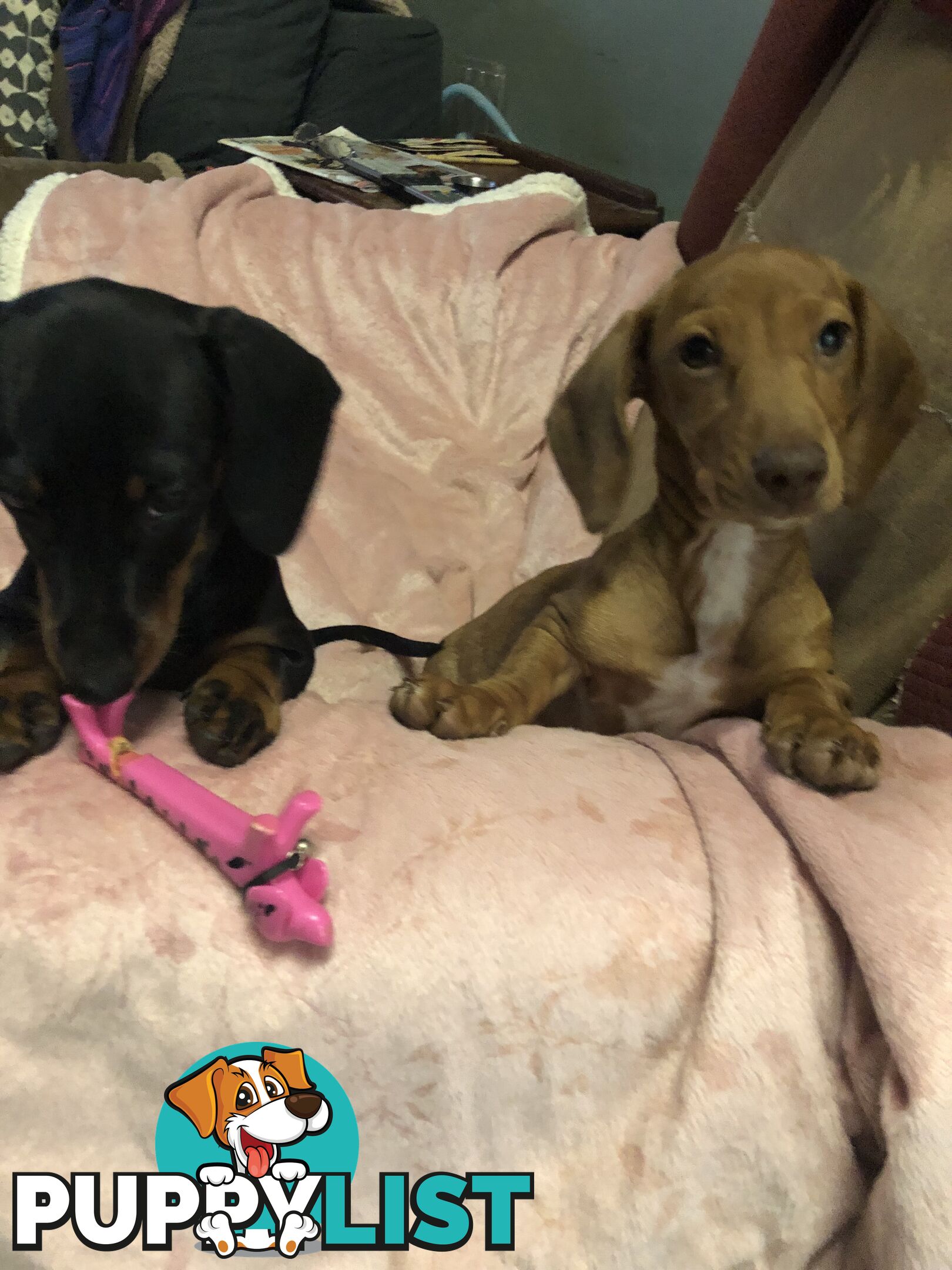 Dachshund puppies miniature pure breed , home reared . Easy care pets