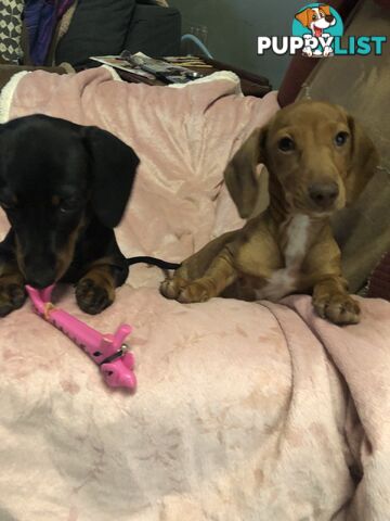 Dachshund puppies miniature pure breed , home reared . Easy care pets