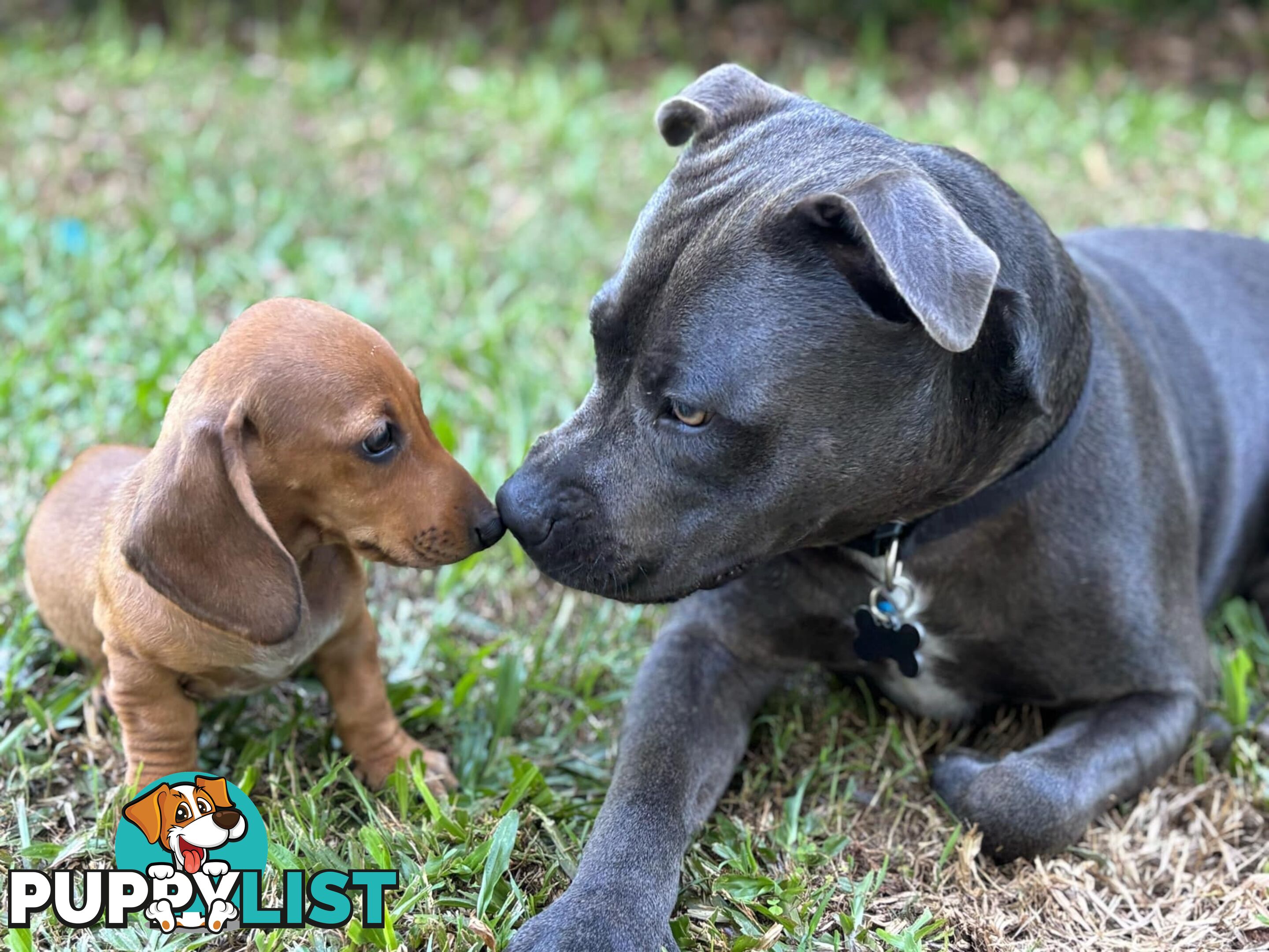 Dachshund Miniature Purebred Puppies