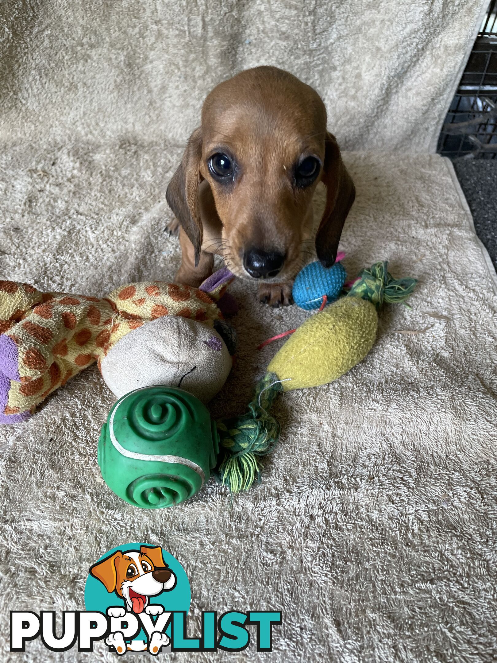 Dachshund Miniature Purebred Puppies