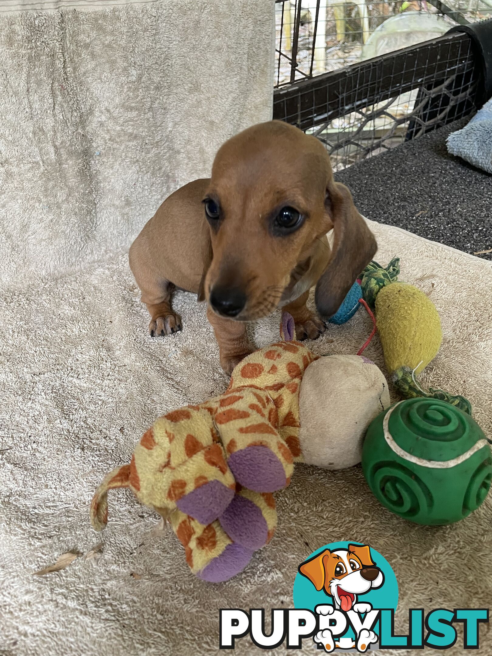 Dachshund Miniature Purebred Puppies