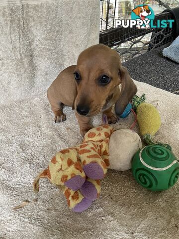 Dachshund Miniature Purebred Puppies