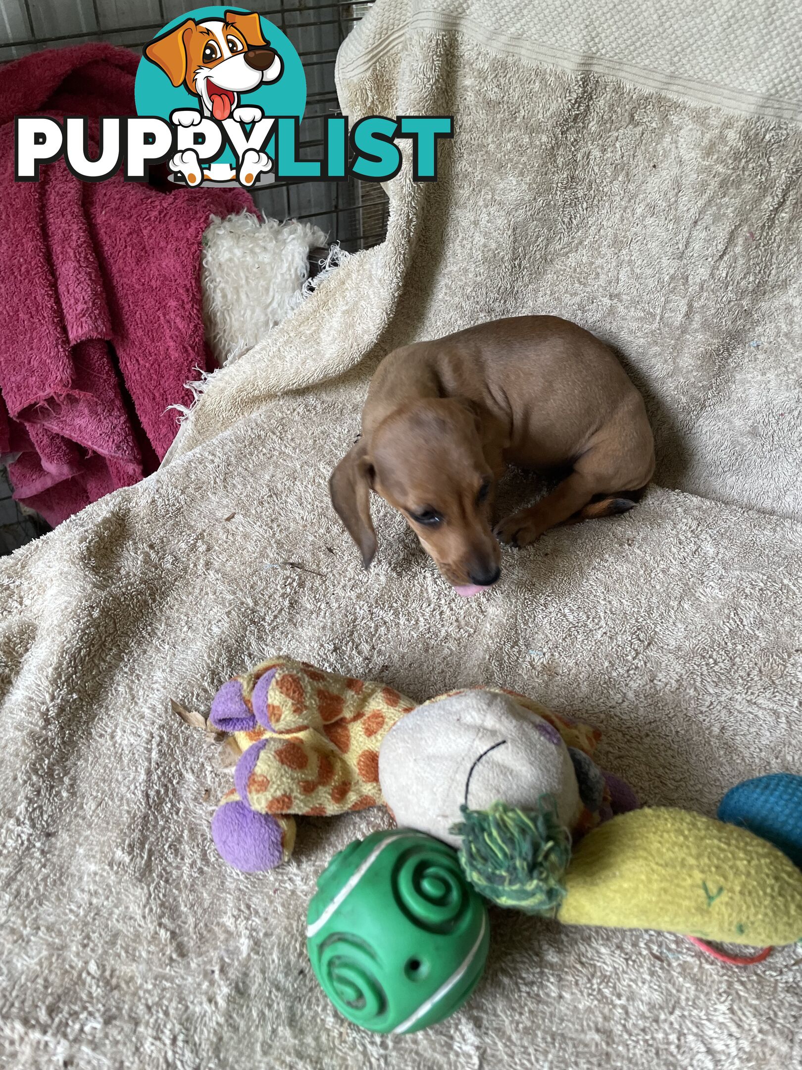 Dachshund Miniature Purebred Puppies