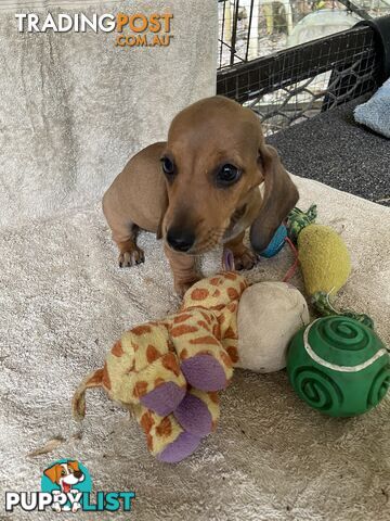 Dachshund Miniature Purebred Puppies