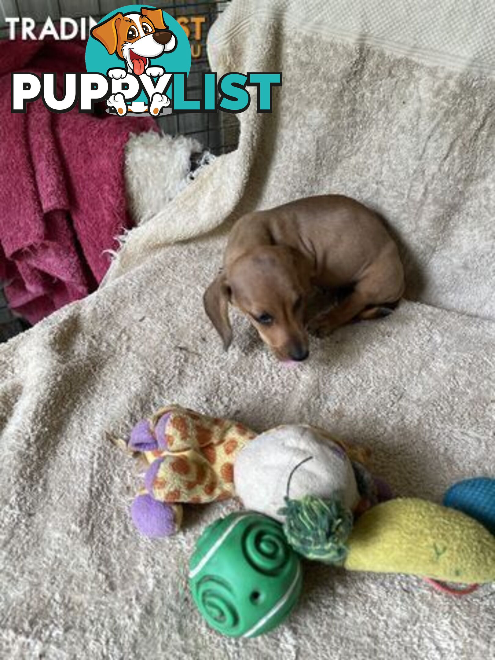 Dachshund Miniature Purebred Puppies