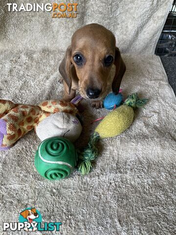 Dachshund Miniature Purebred Puppies