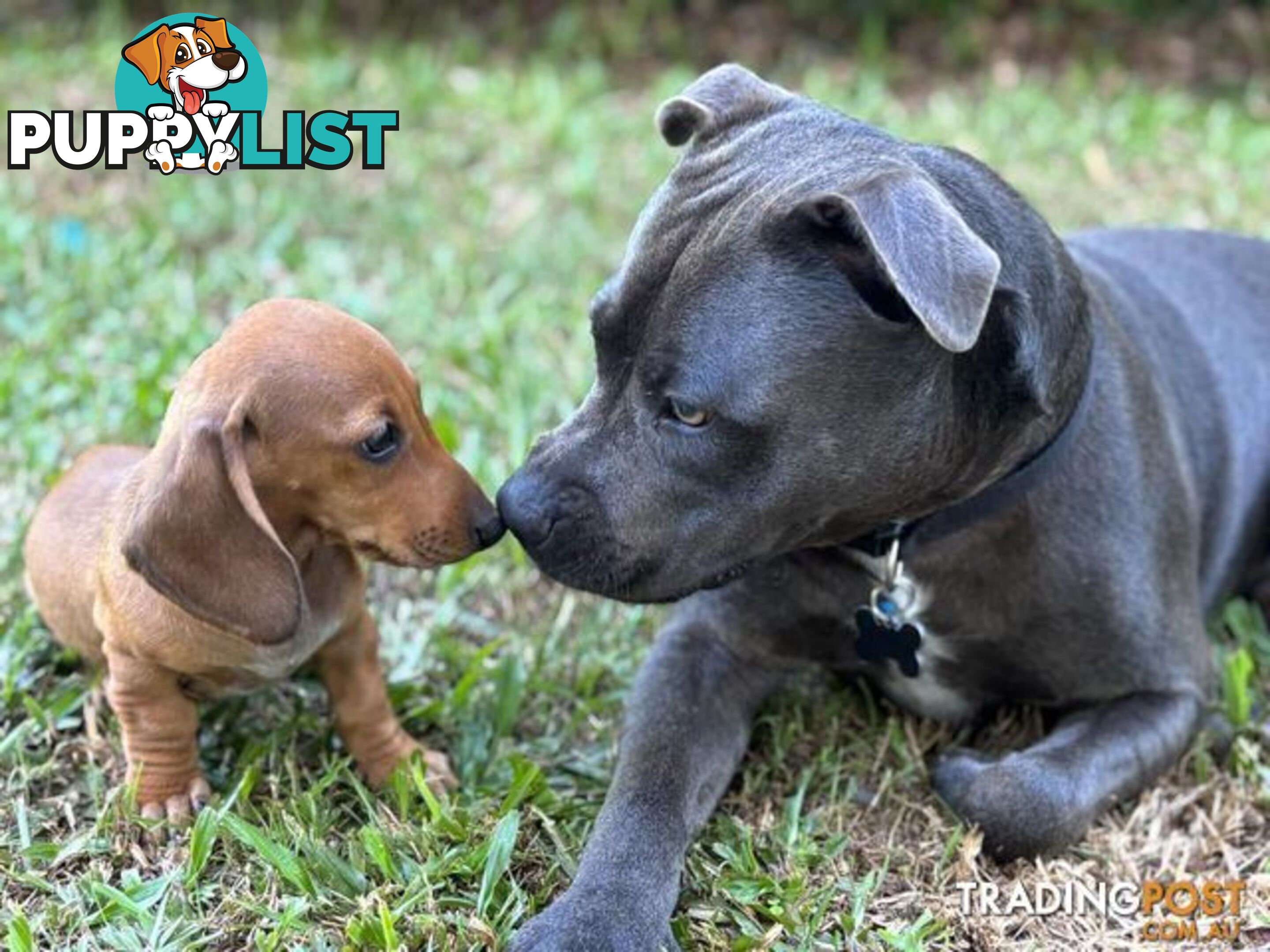 Dachshund Miniature Purebred Puppies