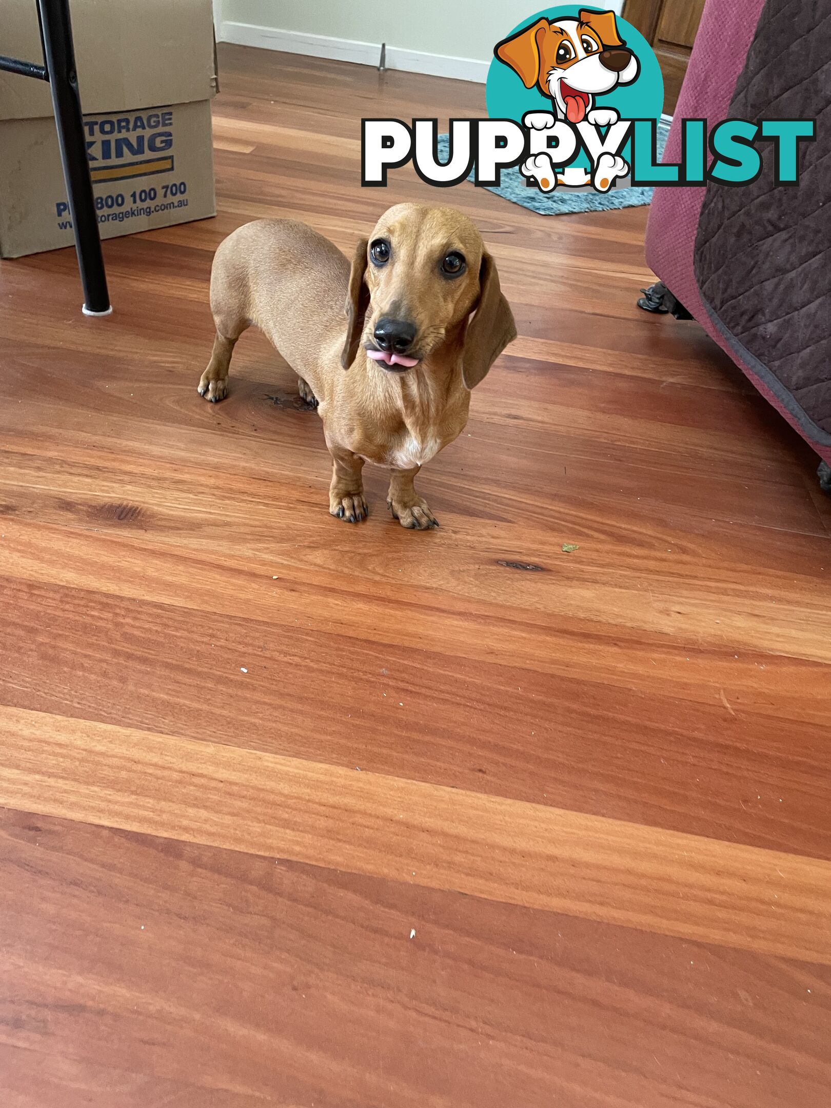 Dachshund Miniature Purebred Adorable F Fully Vax and Microchipped.