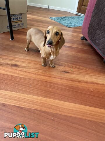 Dachshund Miniature Purebred Adorable F Fully Vax and Microchipped.