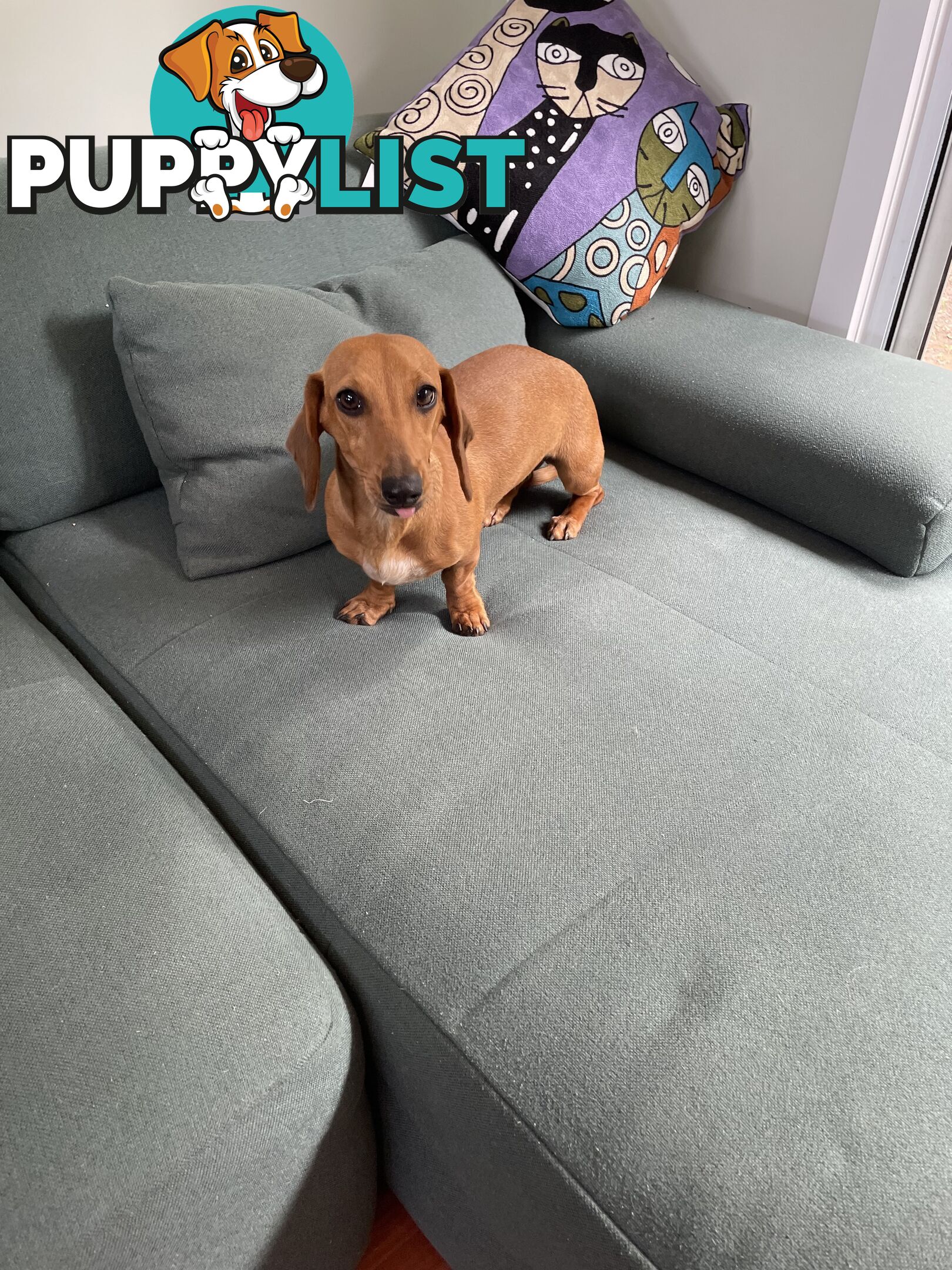 Dachshund Miniature Purebred Adorable F Fully Vax and Microchipped.