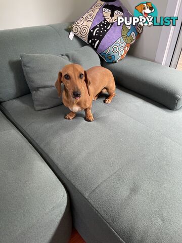 Dachshund Miniature Purebred Adorable F Fully Vax and Microchipped.